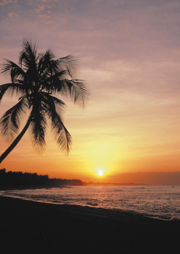 Sunset Palm Wall Mural