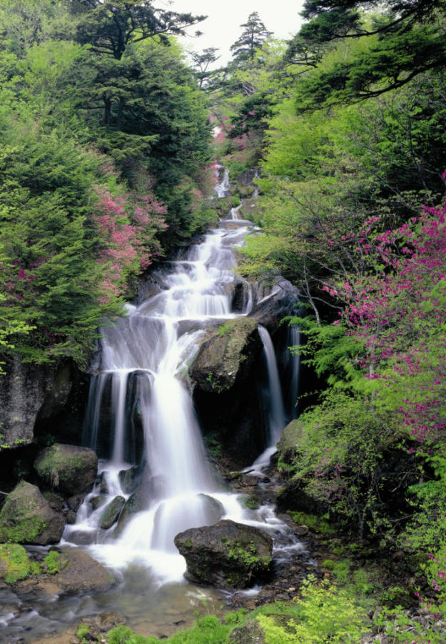 Floral Falls Wall Mural