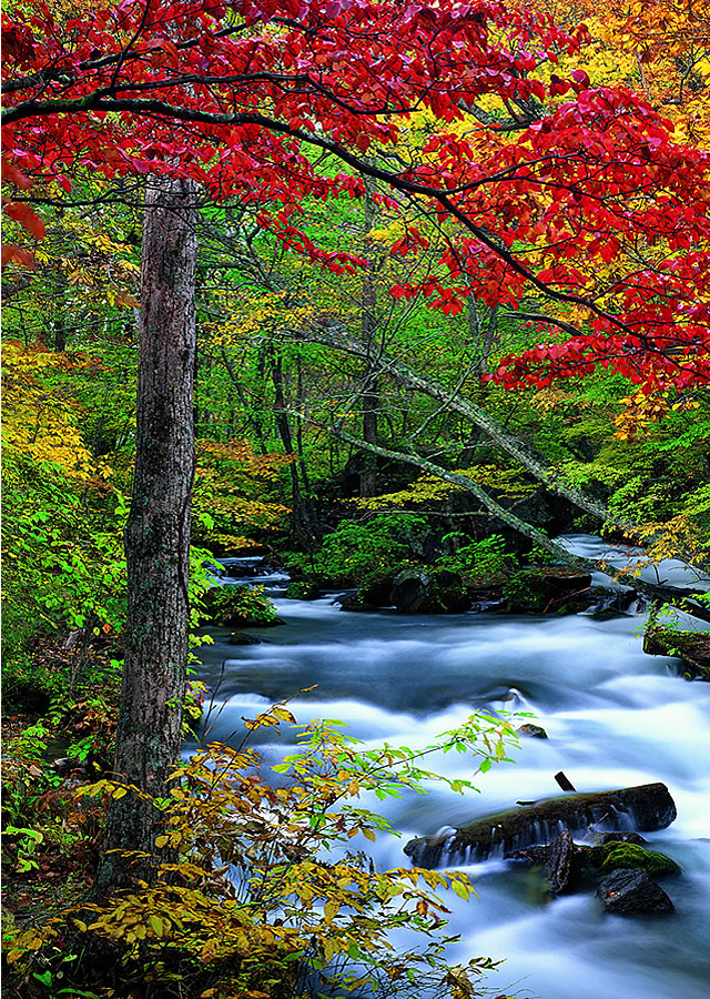 Autumn Leave Wall Mural