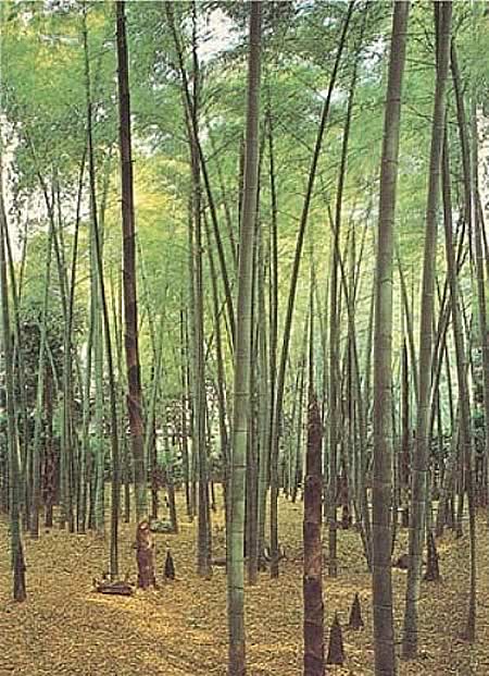 Bamboo Grove Wall Mural