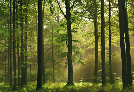 Autumn Forest Wall Mural