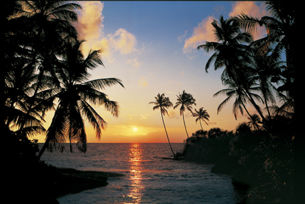 Tropical Sundown Wall Mural