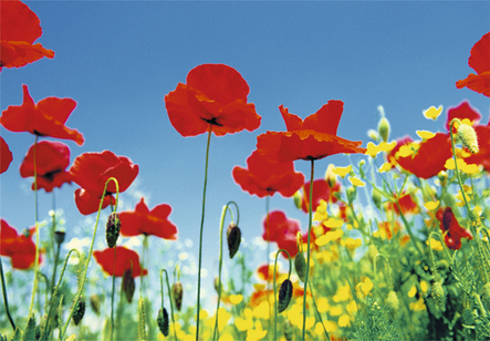 Poppy Field Wall Mural