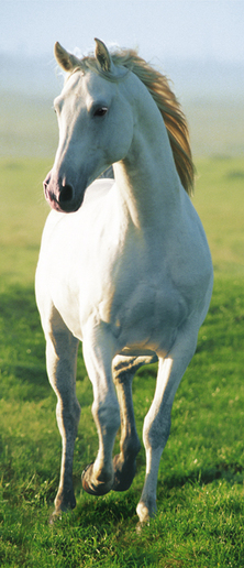 White Horse Wall Mural