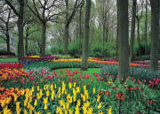 Tulip Garden Wall Mural DS8042