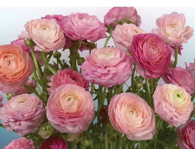 Buttercaps Blooms Roses Wall Mural DS8056