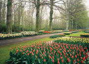 Tulips Garden Netherlands Wall Mural DS8064