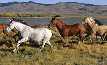 Wild Horses Wall Mural