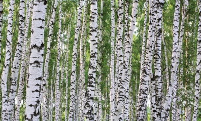 Birches Wall Mural C865