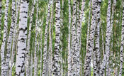 Birches Wall Mural