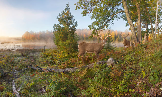 Whitetails on The Move Wall Mural C869