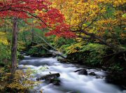 Autumn Leaves Wall Mural