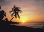 Tropical Sunset Wall Mural