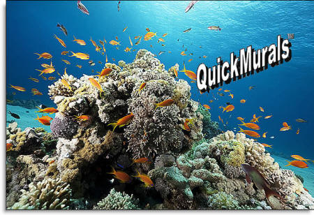 coral reef wall mural